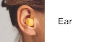 _ear